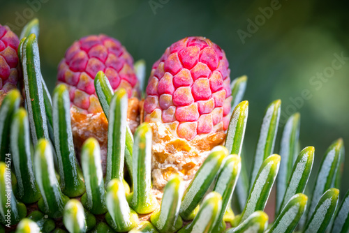 Macro image of purple colored male pollen of Spanish fir (Abies pinsapo) photo