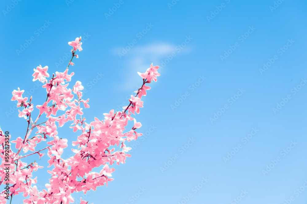 Sakura cherry blossom tree in Japan. Spring pink cherry flowers on bright blue sky. Hanami festival on a sunny day. Sakura cherry blossom tree in Japan. Spring pink cherry flowers on bright blue sky. Hanami festival on a sunny day.