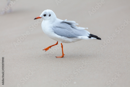 Fototapeta Naklejka Na Ścianę i Meble -  Seagull in the natural environment on the Baltic Sea.