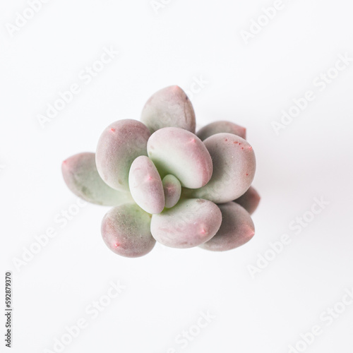 Succulent rosette of Pachyphytum or Pachyveria Blue Haze isolated on white closeup. Botanic tropical exotic blooming flower foliage arrangement horticulture top view photo