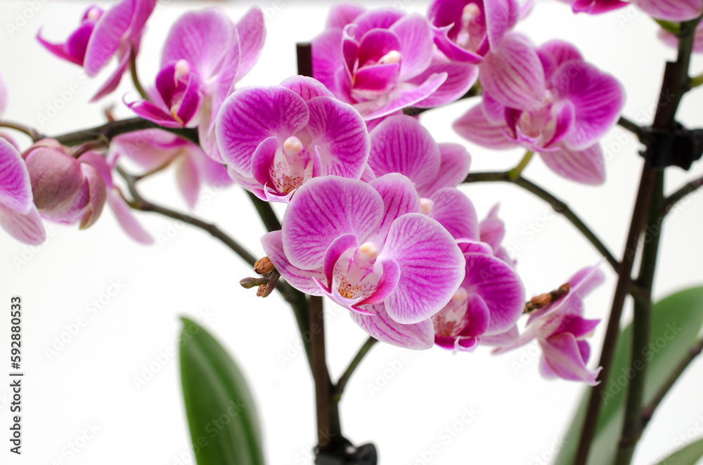 Pink orchid isolated on white background. Pink orchid isolated on white background.