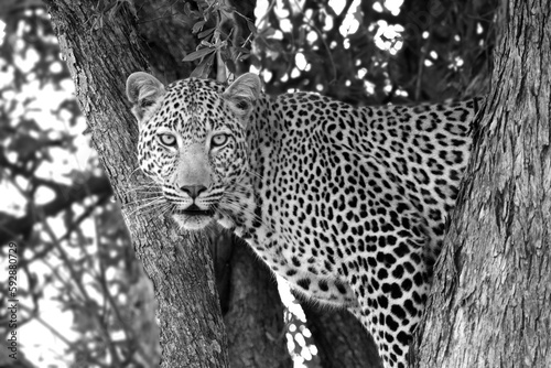 Leopard of Masai Mara