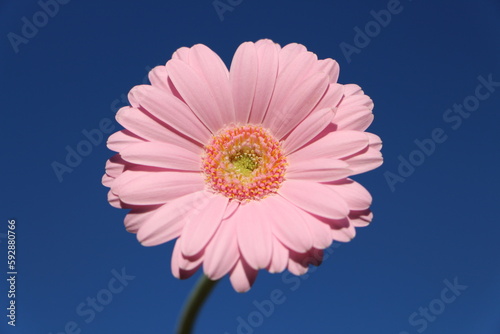 Pink Gerbera Blume vor blaumem Himmel. Nahaufnahme einer rosafarbenen Gerbera Blume mit blauem Hintergrund.