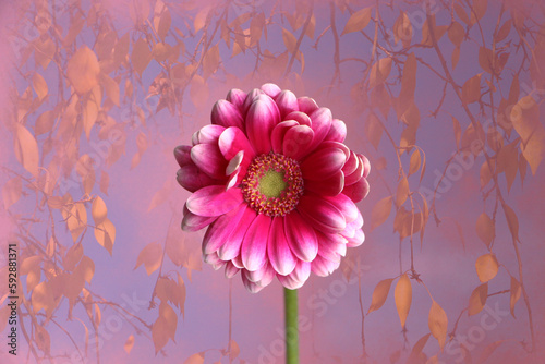 Nahaufnahme einer pink  weißen  Gerbera Blume vor goldenen Herbstblättern und lila Hintergrund. 