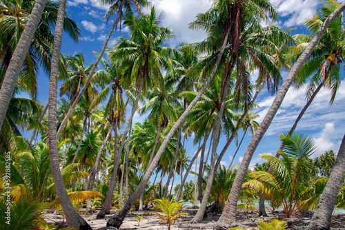 Untouched wild and beautiful nature of the islands of French Polynesia. Palm trees on ocean coastline. Amazing nature landscape.