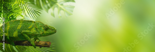 Photos Green Chameleon on a tree branch surrounded by tropical leaves.