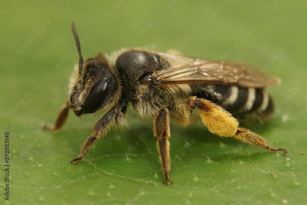 Closeup on a female Yellow leggeed mining bee, Andrena flavipes sitting on a green leaf Closeup on a female Yellow leggeed mining bee, Andrena flavipes sitting on a green leaf