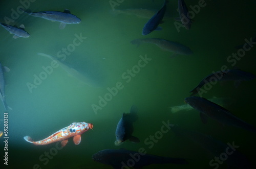 Fish and carps swimming in a green lake