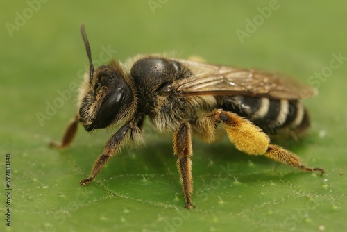 Closeup on a female Yellow leggeed mining bee, Andrena flavipes sitting on a green leaf © Henk