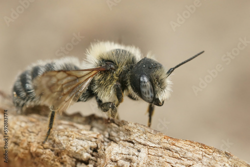 Detailed closeup on a female Bisulcate Small-Mason bee, Hoplitis bisulca, sitting on a peice of wood in Southern France