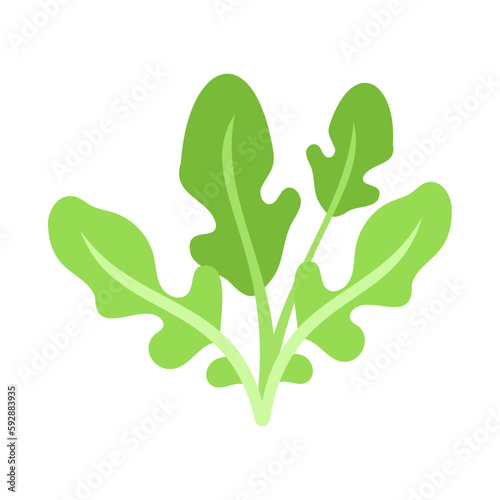ルッコラ（キバナスズシロ、ロケット）。フラットなベクターイラスト。
Arugula. Flat designed vector illustration.