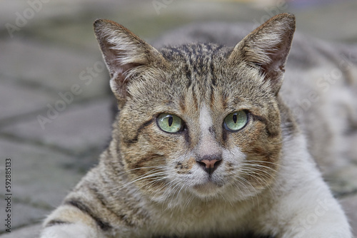 Male stray cat with scar and its eyes wide open, close up candid shot
