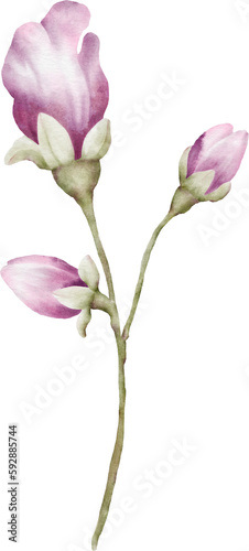 Watercolor flower buds of cherry blossoms element