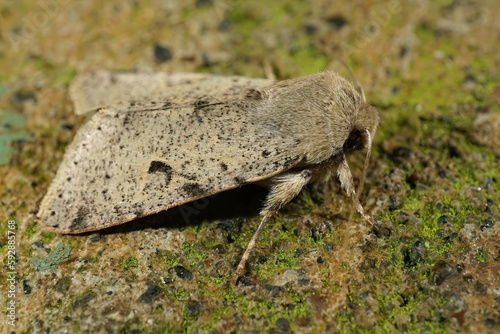 Closeup on an Oregon Orthosia owlet moth species, sitting on stone