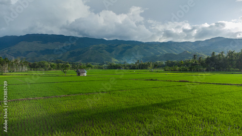 High angle view of rice field.