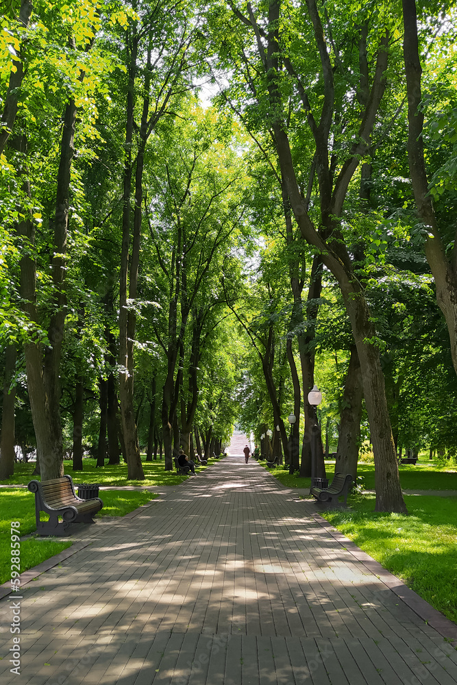 Alley in the summer park on a sunny day. Place for text.