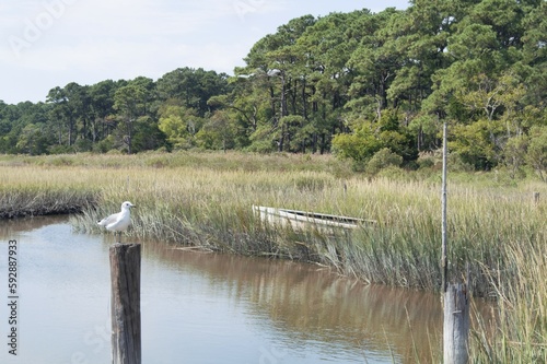 Seagull