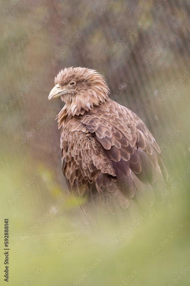 Fototapeta premium Adult White-tailed eagle i. Portrait green background. Scientific name: Haliaeetus albicilla, also known as the ern, erne, gray eagle, Eurasian sea eagle and white-tailed sea-eagle.