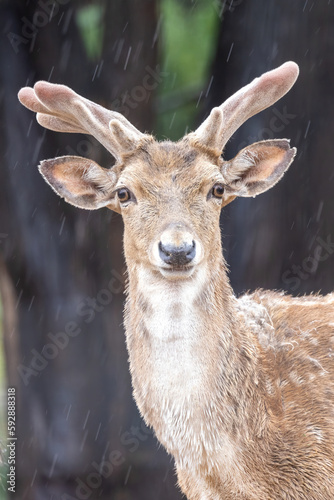 Fototapeta Naklejka Na Ścianę i Meble -  Persian fallow deer in the rain (Dama dama mesopotamica).
