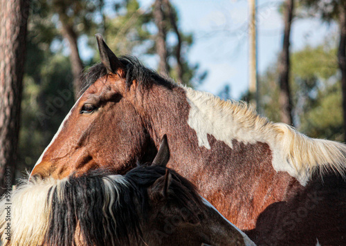 cavalo photo