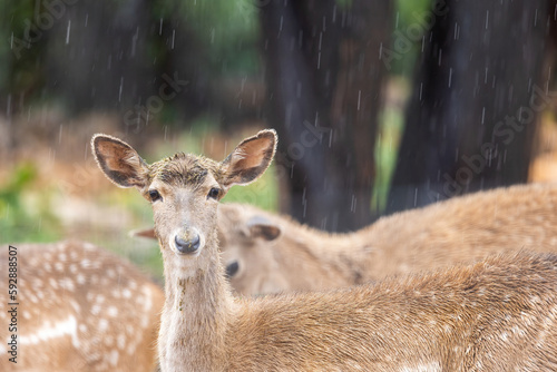 Fototapeta Naklejka Na Ścianę i Meble -  Persian fallow deer in the rain (Dama dama mesopotamica).
