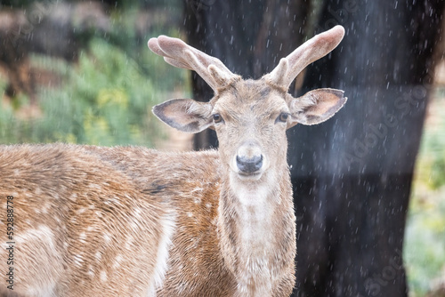 Fototapeta Naklejka Na Ścianę i Meble -  Persian fallow deer in the rain (Dama dama mesopotamica).
