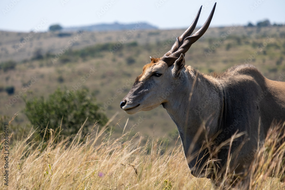 Side view of the common Eland, the worlds largest antelope found in southern Africa Side view of the common Eland, the worlds largest antelope found in southern Africa