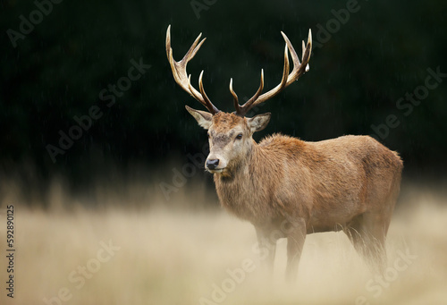 Close up of a red deer stag in autumn