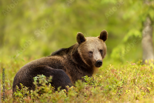 Eurasian Brown bear lying on grass in forest