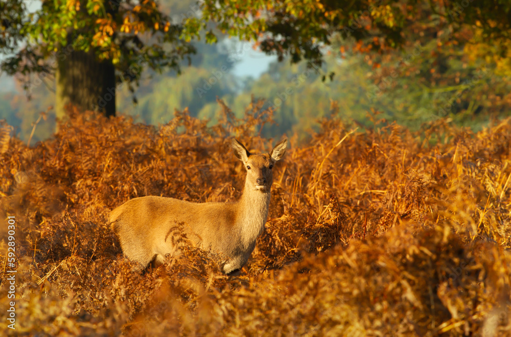 Fototapeta premium Red Deer hind standing under an oak tree in autumn