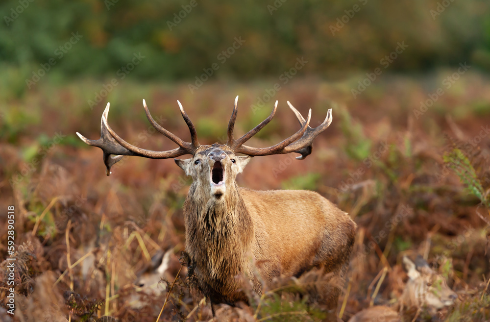 Obraz premium Red deer stag calling during the rut in autumn