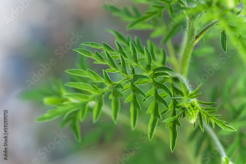 Blooming Ambrosia artemisiifolia is a dangerous allergenic plant in the meadow among summer grasses. Weeds and weed bushes whose pollen causes allergies. healthcare concept