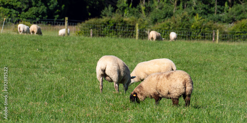 A few sheep on a green grass pasture on a summer day. Animals in the meadow. Farm. White sheep on green grass field