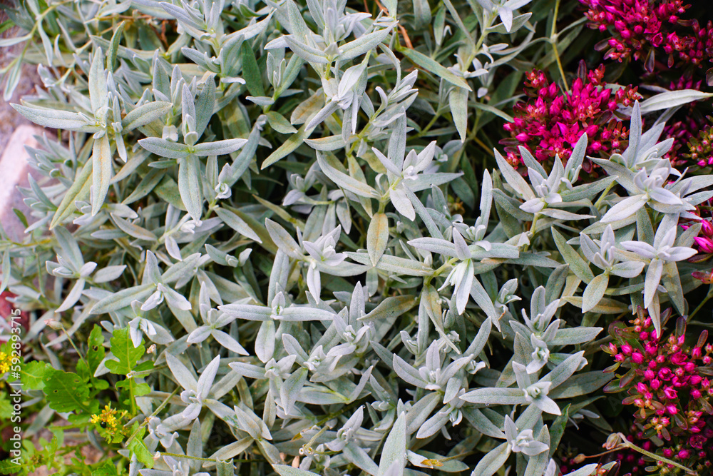 Fototapeta premium Leaves and flowers of succulents sedum.