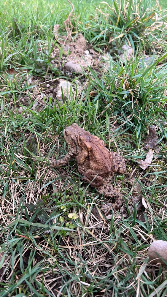 Fototapeta premium frog on the grass