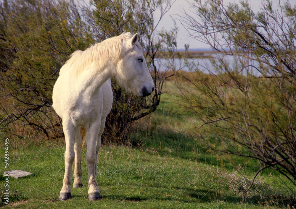 Cheval camarguais, 13, Camargue, Bouches du Rhône, France