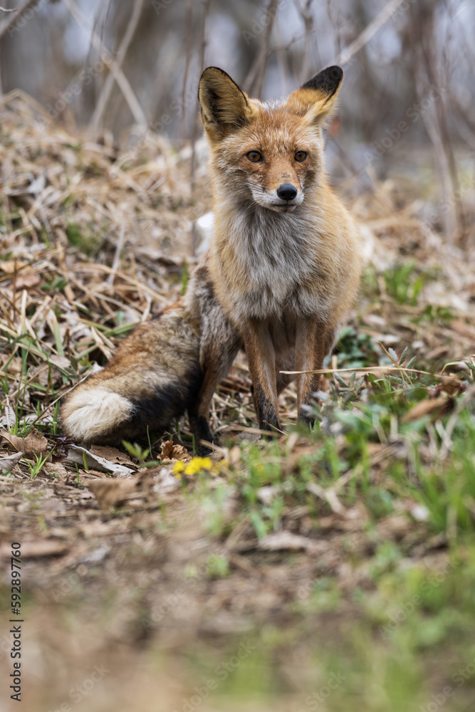 Red fox in the spring forest Red fox in the spring forest