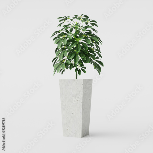 Schefflera arboricola in a pot on a white background