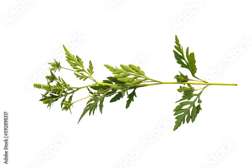 Blooming Ambrosia artemisiifolia is a dangerous allergenic plant isolated on a white background
