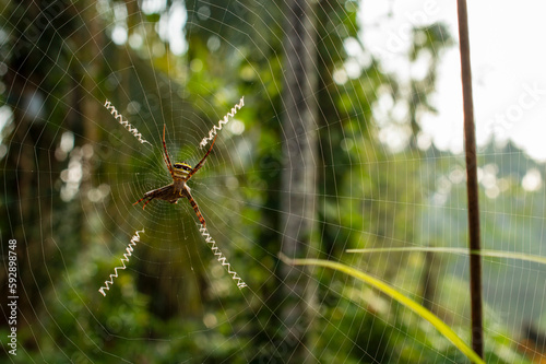 Spiders make their webs from silk, a natural fibre made of protein. Here is a spider in its web trapped an insect in focus © NNPhotos