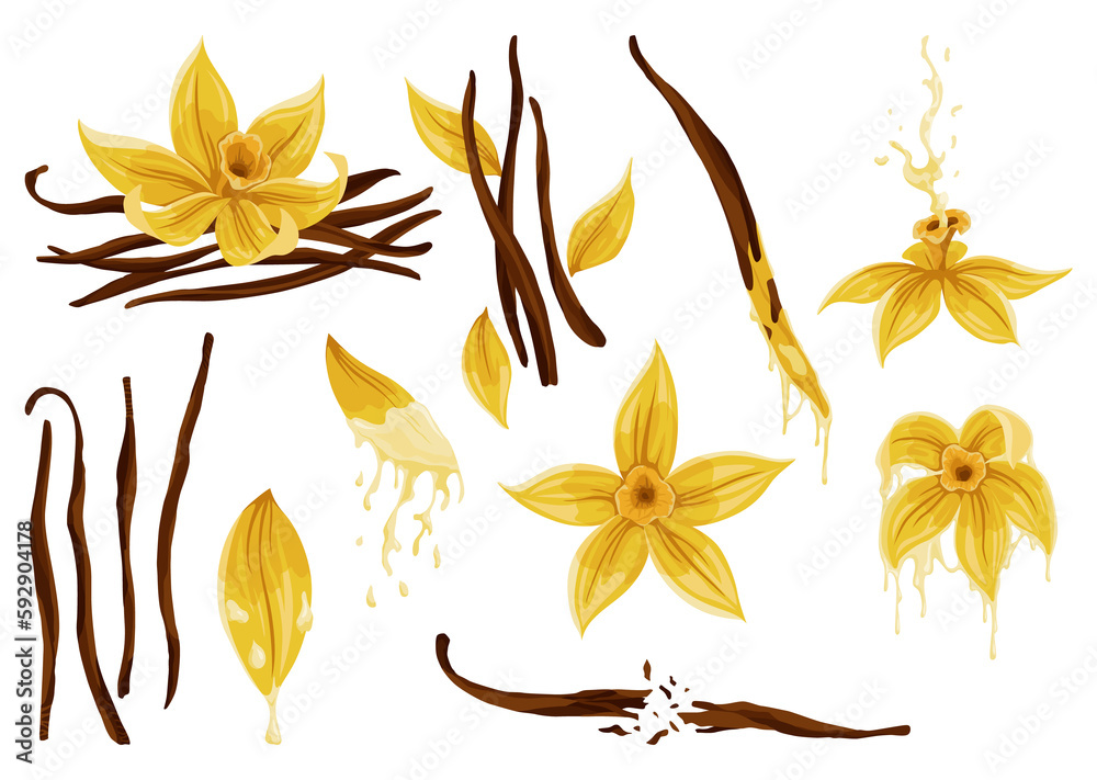 Vanilla flowers, pods and sticks. Realistic set of isolated elements. Nature spice. Yellow blossom with drops Vanilla flowers, pods and sticks. Realistic set of isolated elements. Nature spice. Yellow blossom with drops
