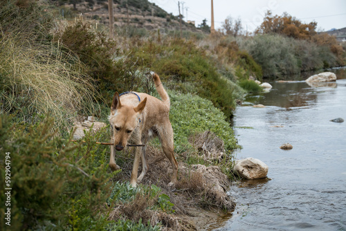 dog with stick in the river