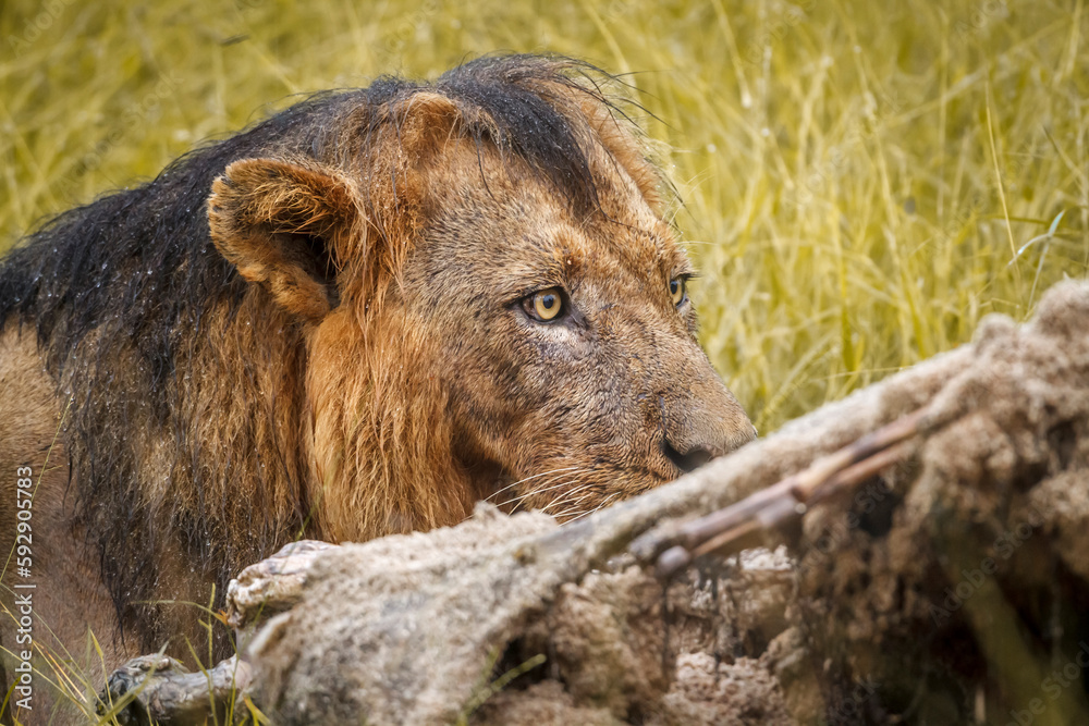 Fototapeta premium African lion portrait eating a prey under rain in Kruger National park, South Africa ; Specie Panthera leo family of Felidae