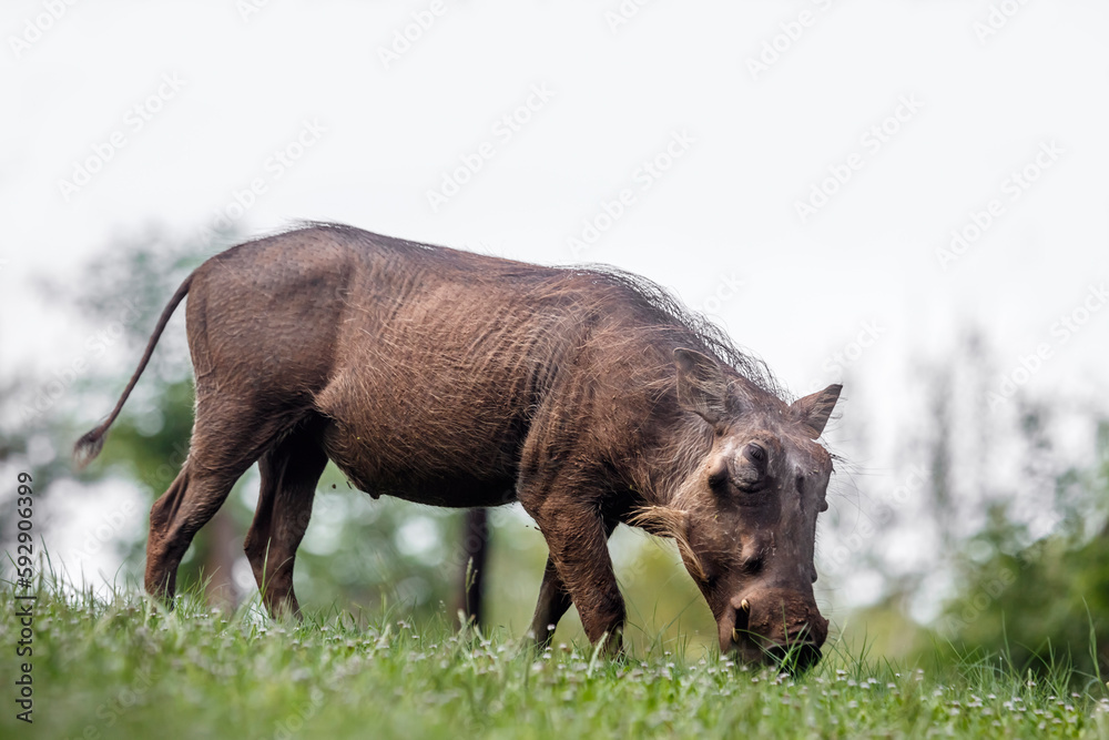 Common warthog isolated in white background in Kruger National park, South Africa ; Specie Phacochoerus africanus family of Suidae Common warthog isolated in white background in Kruger National park, South Africa ; Specie Phacochoerus africanus family of Suidae