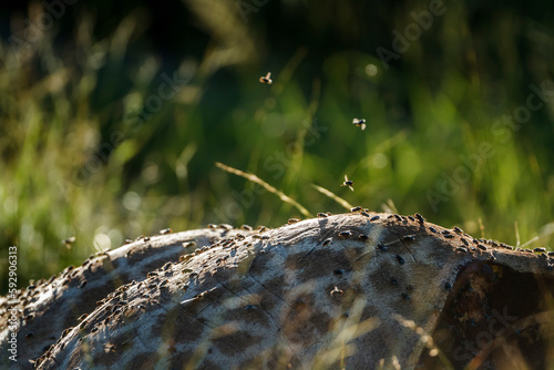 Colony of flies in giraffe dead carcass in Kruger National park, South Africa photo