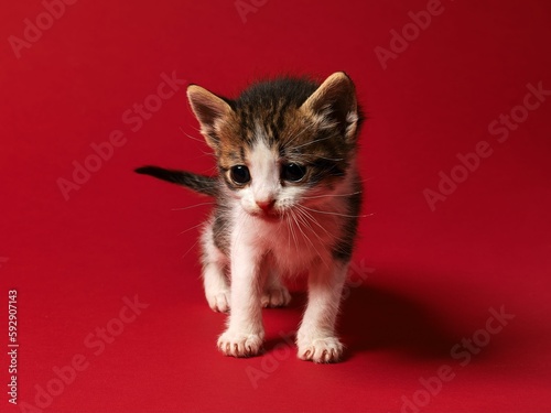 Closeup shot of a cute kitten on a red background