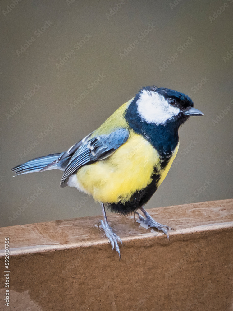 Fototapeta premium eine Blaumeise sitzt auf einem Geländer