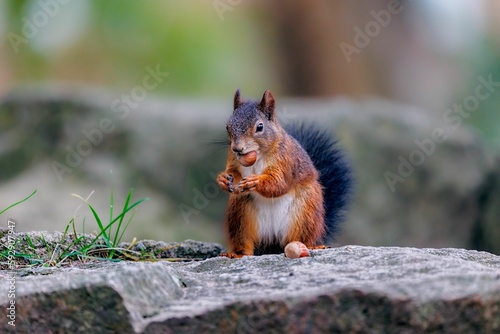 Closeup of a Red squirrel with a fluffy black tail, holding and eating a hazelnut, in the park © Andreas Furil/Wirestock Creators