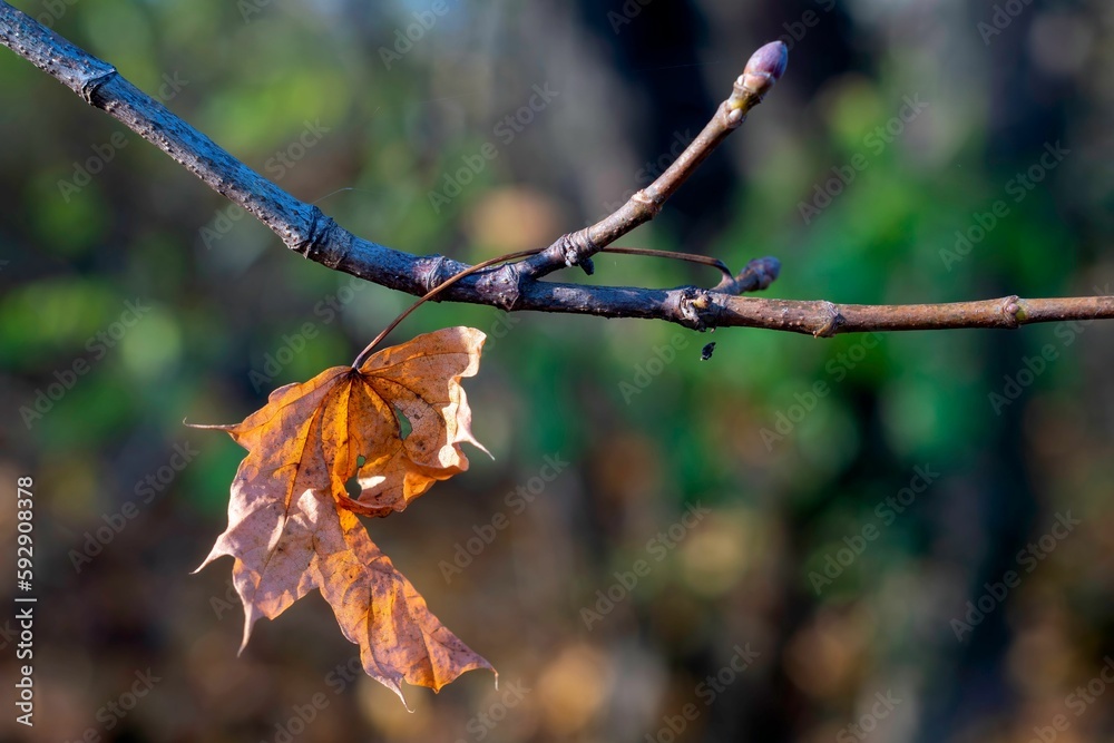 Closeup shot of a dry maple leaf on a branch Closeup shot of a dry maple leaf on a branch