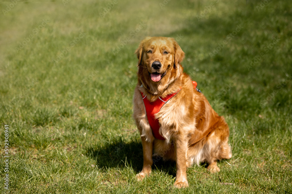 Golden retriever sits in the park on the grass Golden retriever sits in the park on the grass